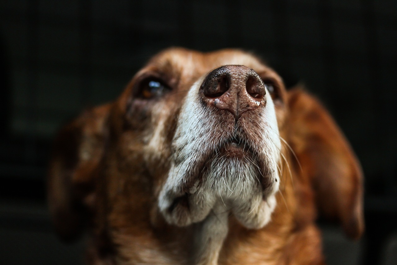 How to Maintain a Healthy Diet for Senior Dogs